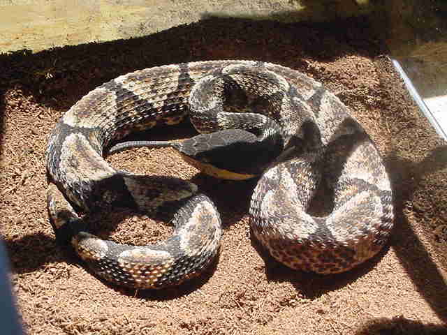 有毒蛇的地方长什么草,有毒蛇和无毒蛇咬的伤口区别