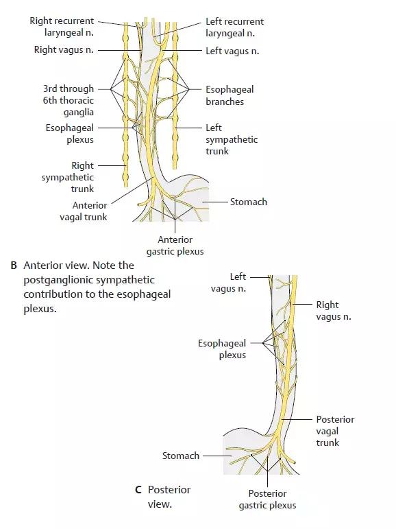 食管动脉血供来源,食管淋巴引流区
