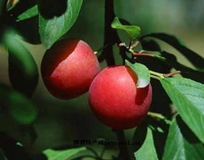 中国各省特产哪些值得带,中国各省区特产地图