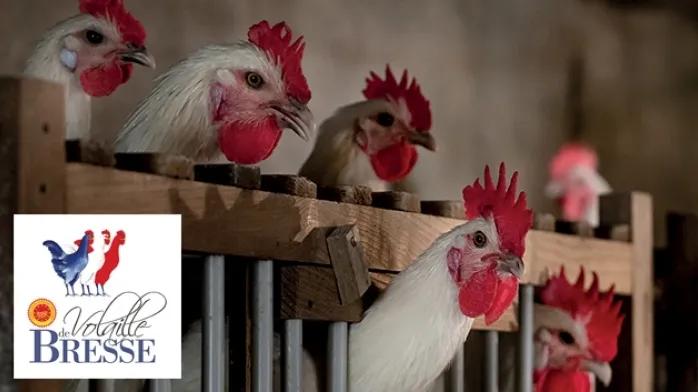 布雷斯鸡和中国鸡味道,法国布雷斯鸡