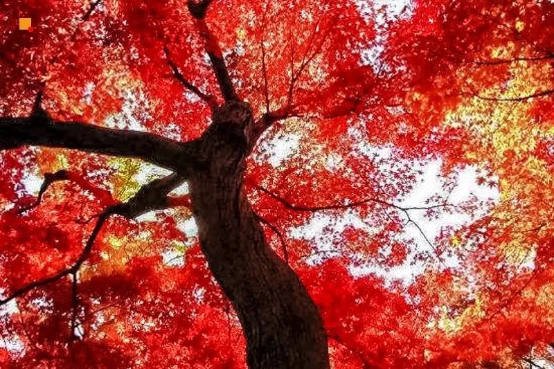 婺源篁岭赏秋,晒秋江西婺源篁岭