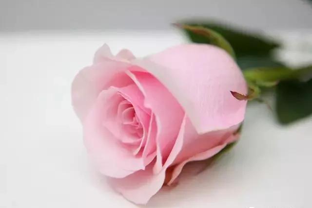 每天一点鲜花小知识,每天学习一点点科普知识