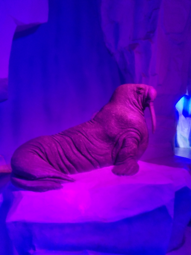 抚顺皇家海洋乐园冲浪馆图片,抚顺皇家极地海洋乐园视频