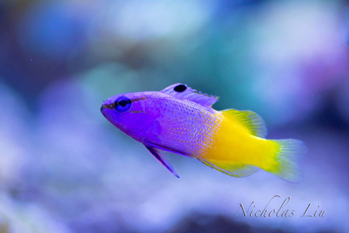 经典海水礁岩生态缸分享，180×120×60厘米三面观赏海缸