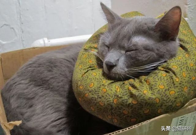 伊丽莎白圈猫咪,伊丽莎白圈有危险吗