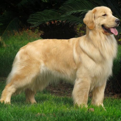 世上最漂亮的十种狗,最名贵的狗叫什么名字