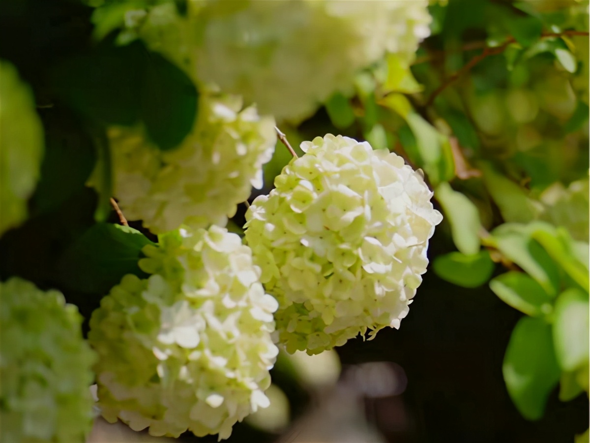 琼花开在什么地方,琼花盛开的地方