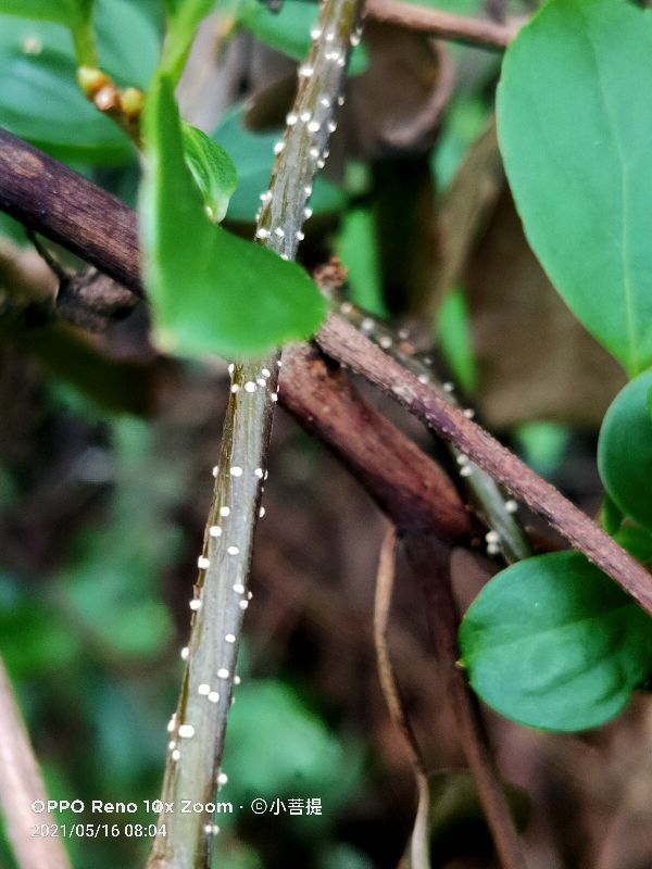 像蟒蛇一样的树,在丛林里看到了一条大蟒蛇