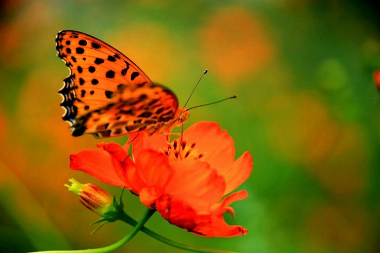 原创蝴蝶恋花,蝶恋花蝴蝶原唱