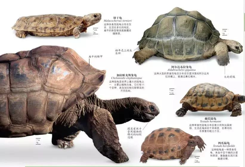 《DK博物大百科》上线啦!6.5折就可买到