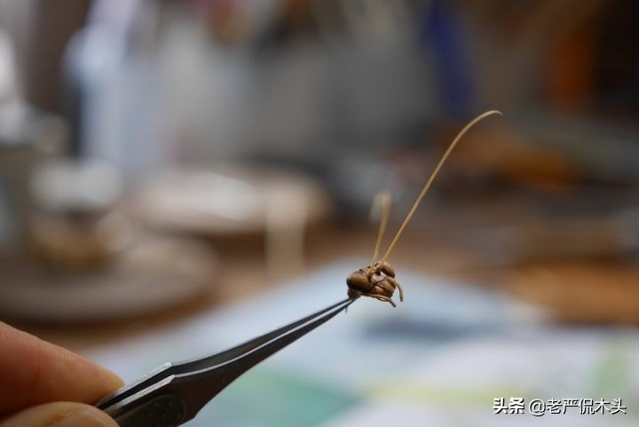 昆虫标本树脂竹节虫,昆虫标本制作竹节虫