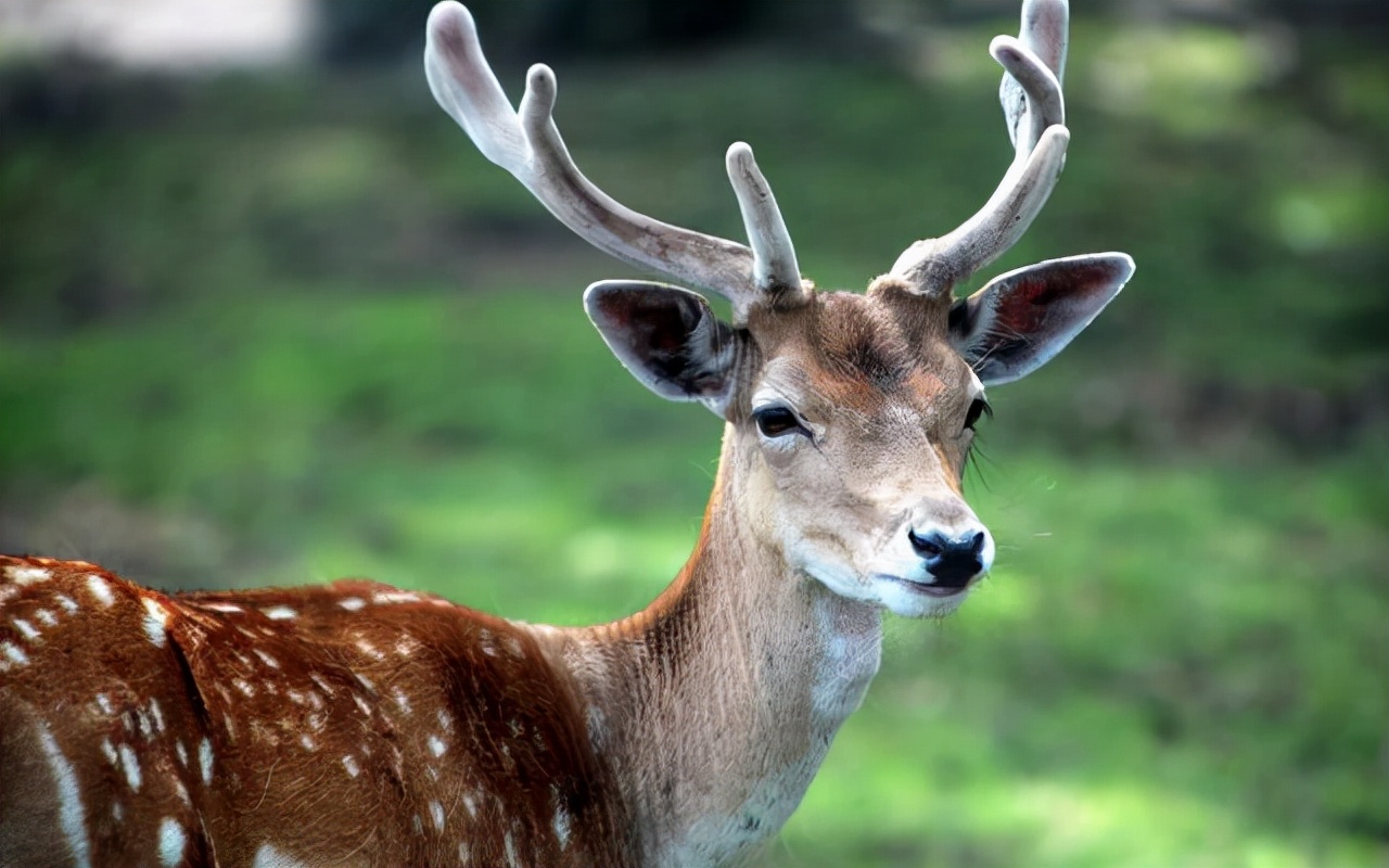 鹿角会自然脱落为什么还要割鹿角,你知道为啥只割鹿茸不捡鹿角
