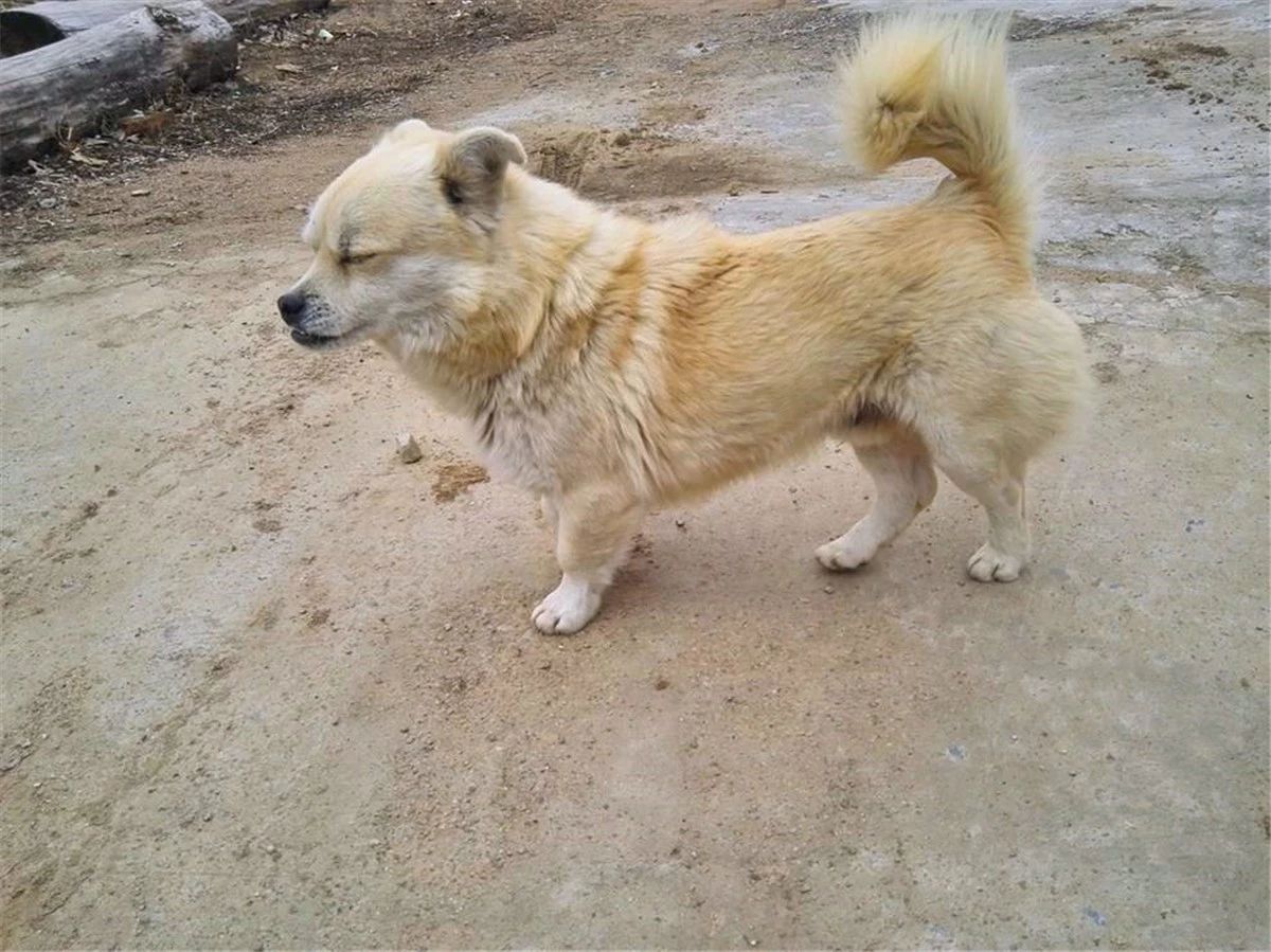 农村养狗不拴狗绳违法吗,家庭养狗及遛狗有何规定