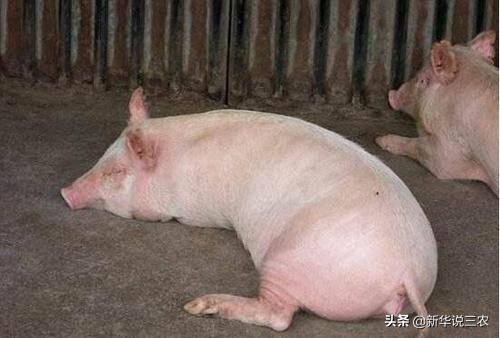 母猪产前不吃食最好的方法,母猪产前三四天不食怎么办