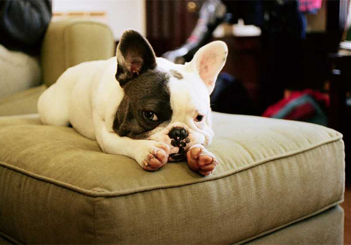 狗狗流鼻血是什么病的前兆,狗狗鼻口有白色浓鼻涕是怎么回事