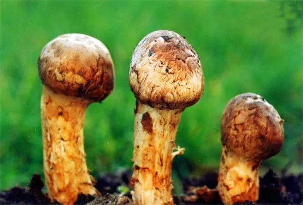 长白山龙合源特产严选,长白山特产前十名排行