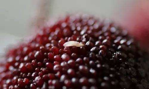 为啥桑葚杨梅里面的虫子特别多,杨梅荔枝泡出来的小虫子