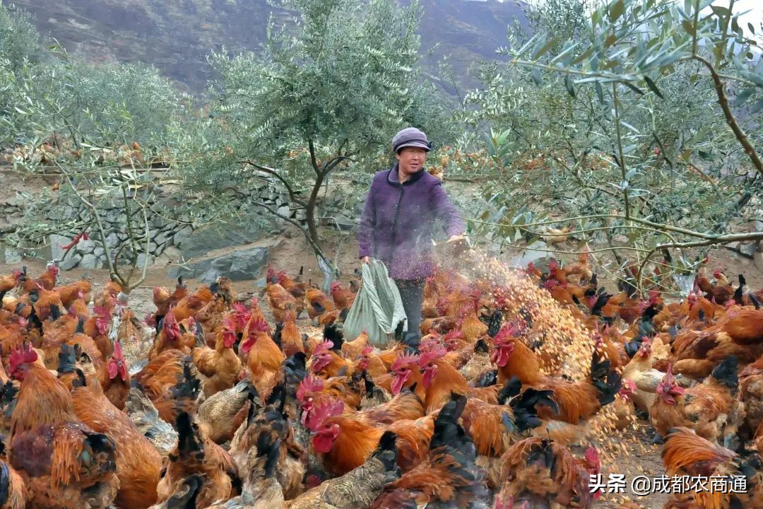 土鸡养殖技术哪里学,土鸡技术知识大全