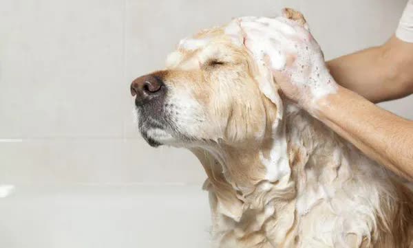 狗狗淋雨后生病的症状,狗狗生病会有哪些症状