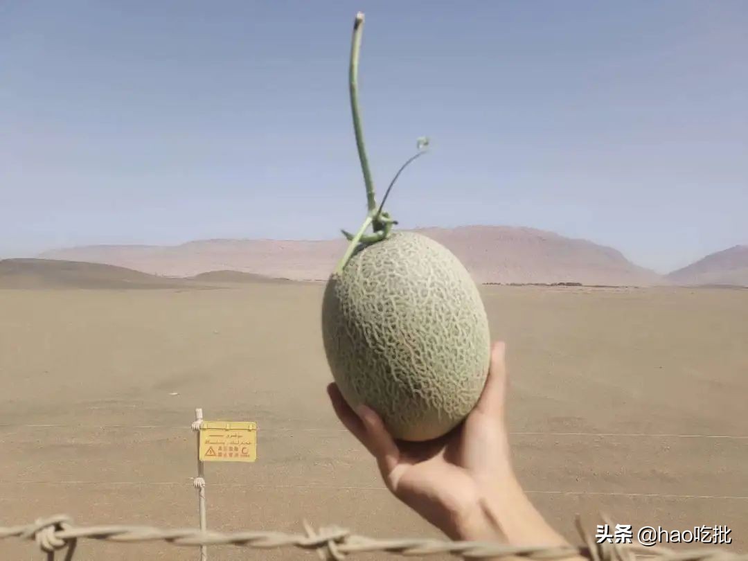 西州蜜25号与17号甜度,西州蜜25号的甜度