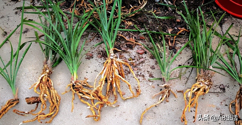 蒙山之春此花浓妆艳抹,彩块鲜红,是养兰人争相收藏的精品