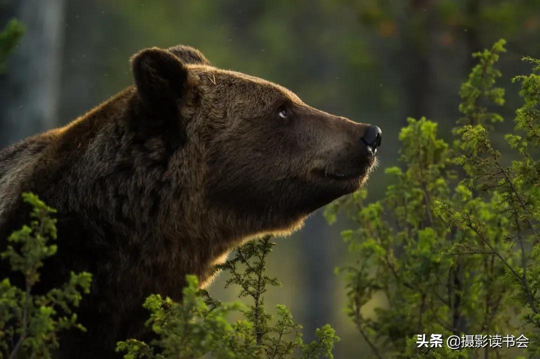 尼康拍野生动物,这位摄影师