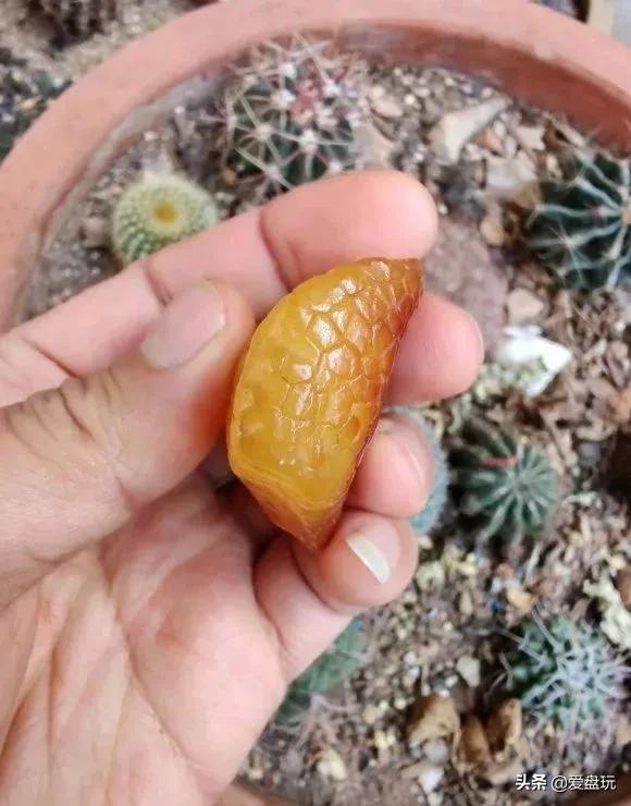 真正的蜜蜡是怎样的,特别迷恋蜜蜡