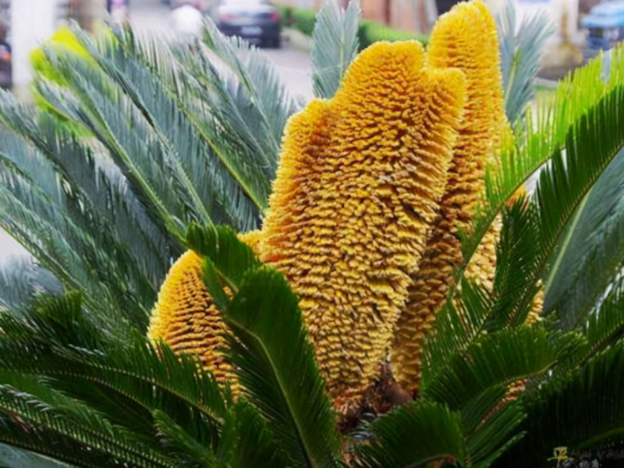 铁树开花的图片为什么不一样,铁树开花图片是什么样子