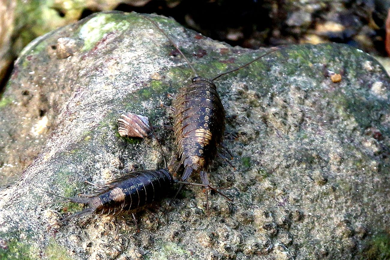 海蟑螂和蟑螂的区别,海蟑螂类似的虫子