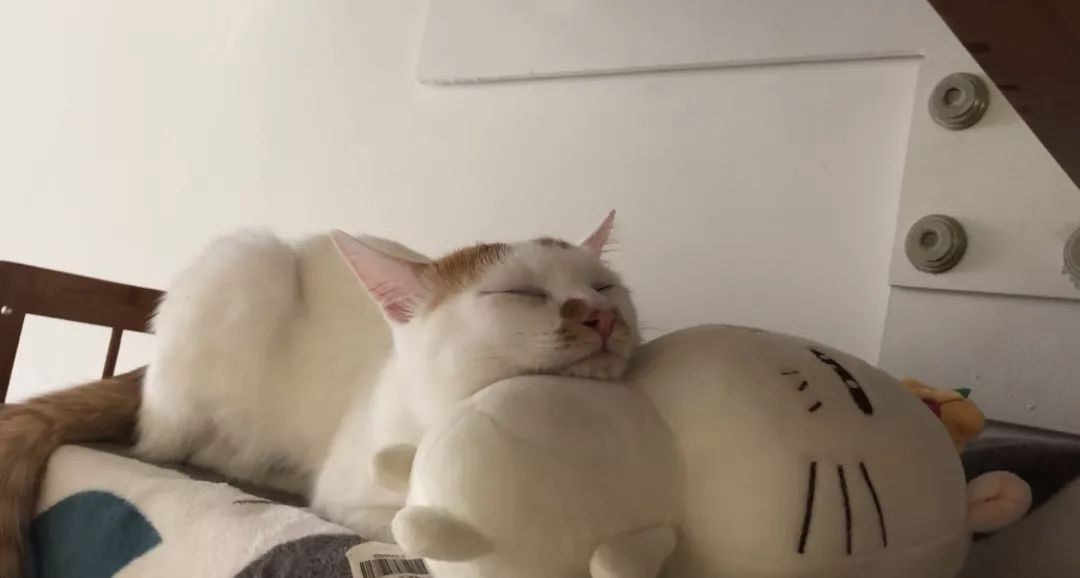 怎么预防猫咪黑下巴,三分钟搞定猫咪黑下巴问题