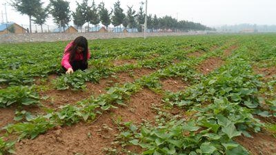 红薯如何种植高产教你三招,红薯高产最好的种植方法