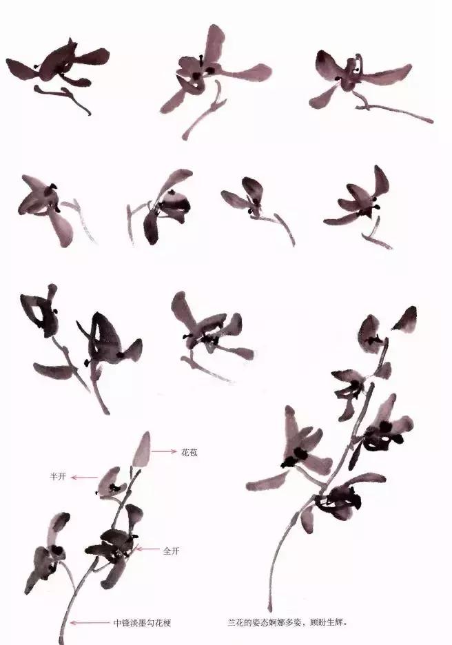 徐湛国画兰花的画法,徐湛国画兰花的画法视频教学
