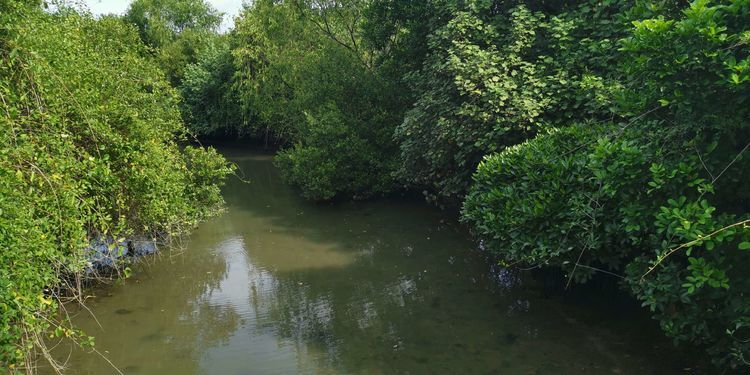 三亚红树林有亲子活动,三亚红树林和海韵