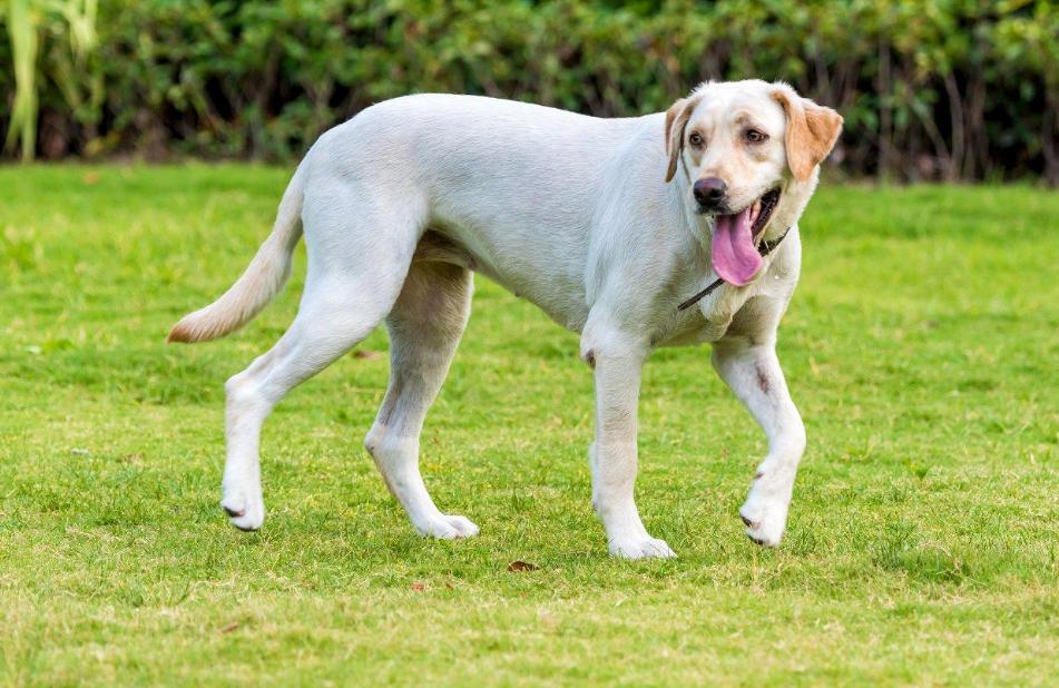 养狗首选的3种狗既便宜又好养,新手养狗选择哪种狗便宜又好