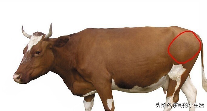 牛身上的肉各部位回民的叫法,牛身上哪个部位的肉最适合烤肉