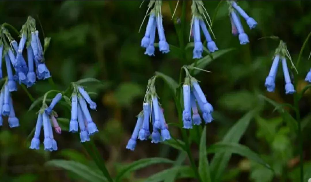 芳踪难觅濒危花！清新治愈篇：沙漠高原是吾家，豹子花的春天来了