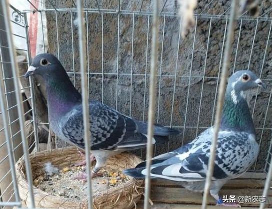 养殖一万只鸽子一年的利润,男子养鸽子30年投入5000万