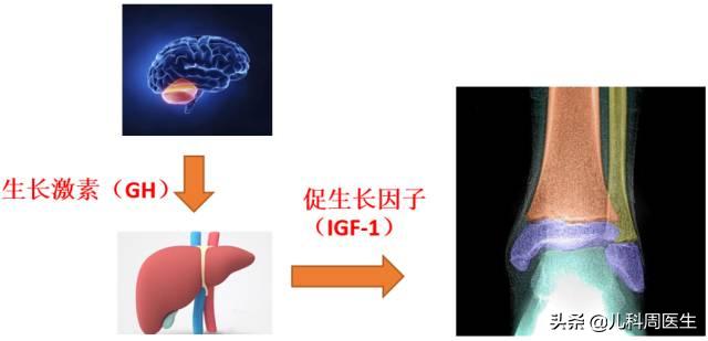 千万不要错过孩子长高关键生长期,千万别错过孩子长高黄金时期