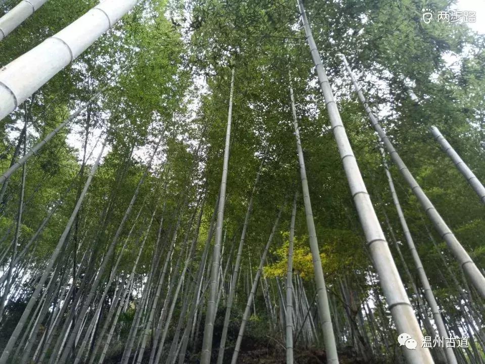 温州茶山红枫古道,浙江温州永嘉红枫古道