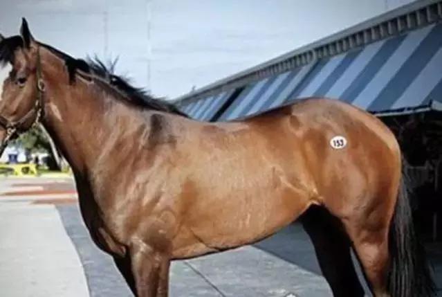 世界十大不寻常宠物,全球最稀有的宠物