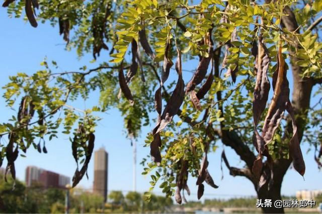 皂角树枯萎病原因,刚栽的皂角树叶子枯萎怎么办