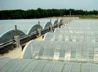 混养甲鱼跟温室甲鱼区别,温室甲鱼和外塘甲鱼的口感