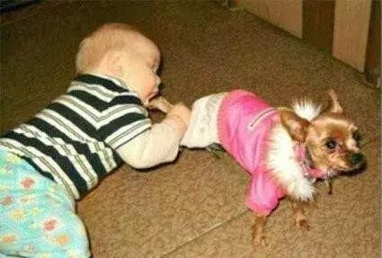 怀孕了还是想养猫猫狗狗怎么办？华西专家：可以养，但绝不能随便养！