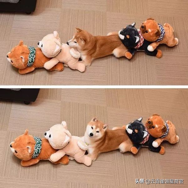 把柴犬放在一堆柴犬玩偶里,日本两只柴犬