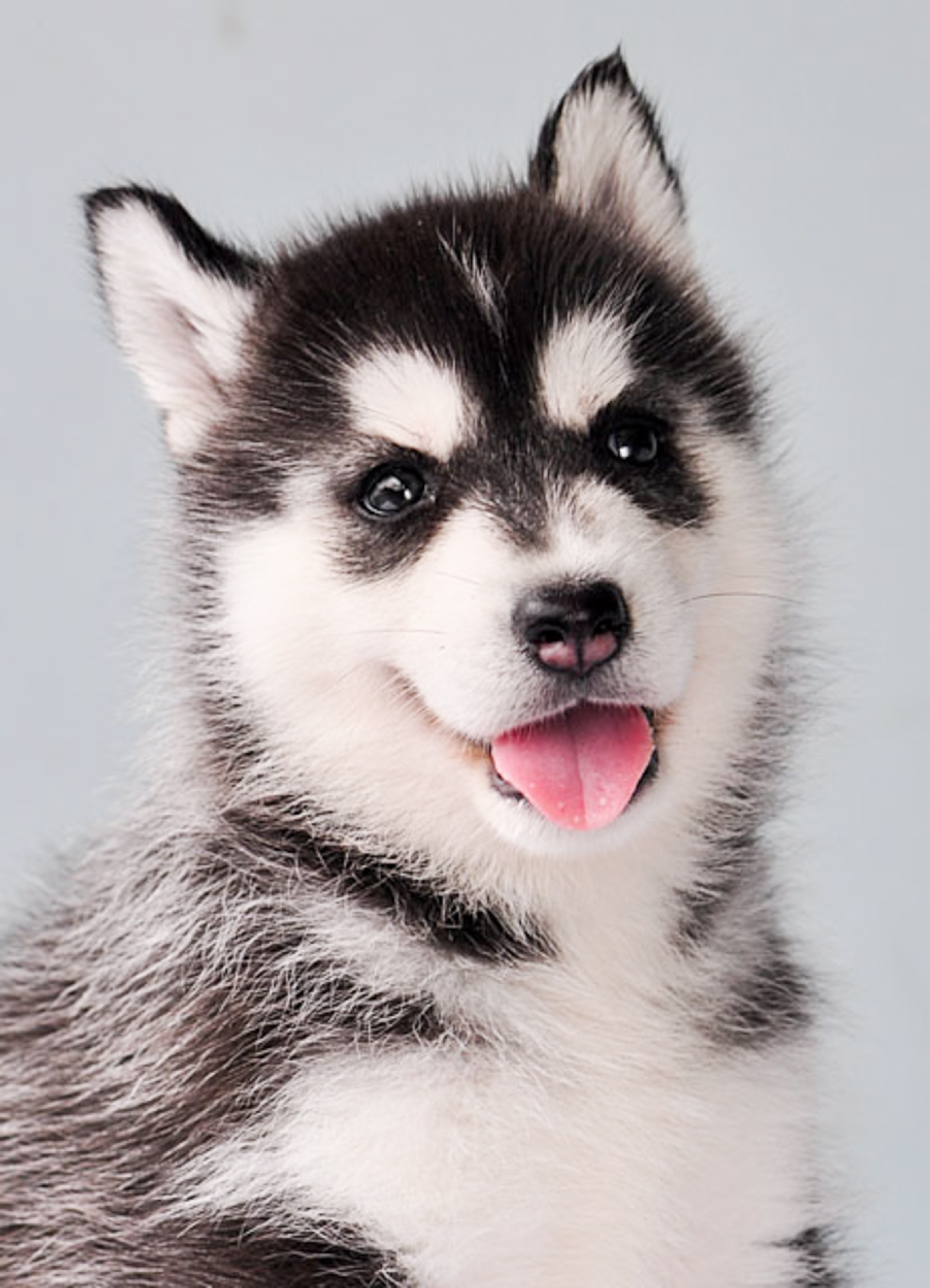 二哈和阿拉斯加哪个好养,怎么区别二哈和阿拉斯加