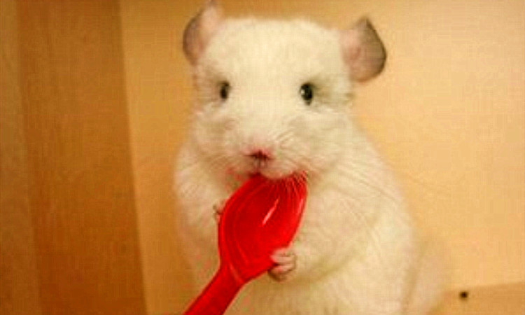 怎么养出胖胖的仓鼠,怎么才能把仓鼠养得胖胖的