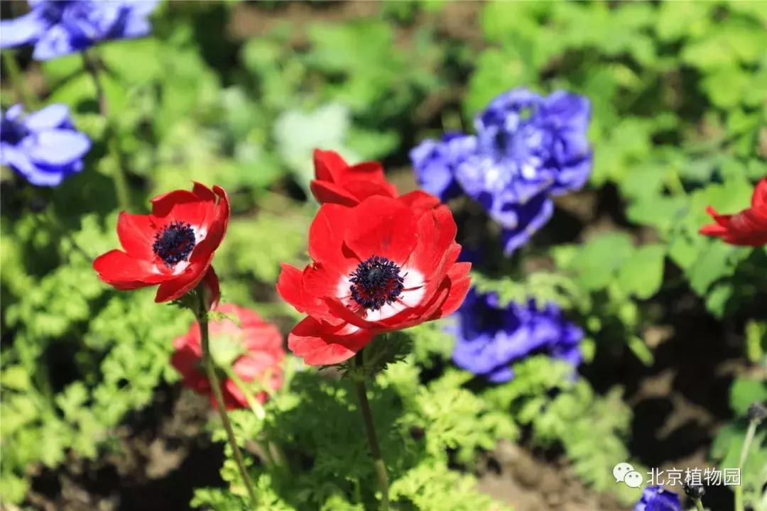 中国科学院植物研究所北京植物园,北京植物园有牡丹花还有什么花
