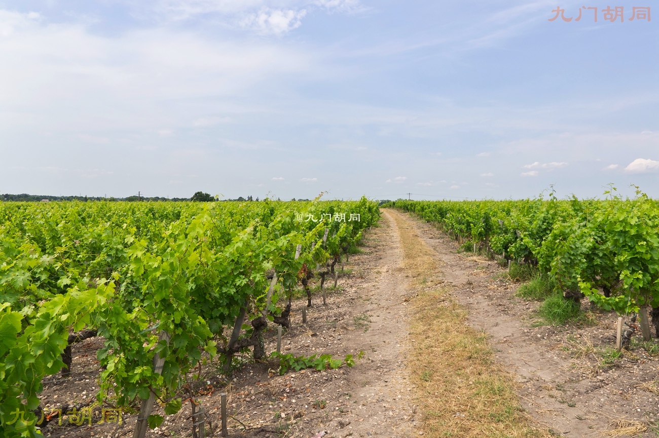 法国旅游葡萄酒庄,法国波尔多酒庄旅游攻略