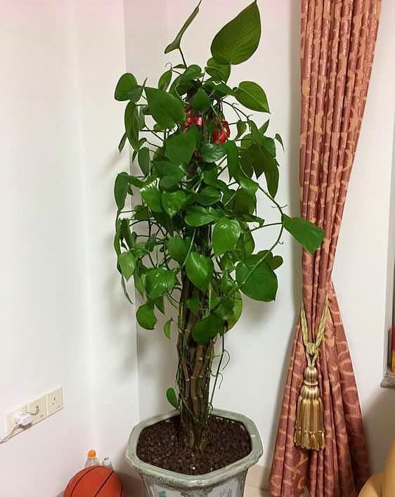 大叶绿萝如何让下部出新叶,大叶绿萝柱下部没叶子了怎么办