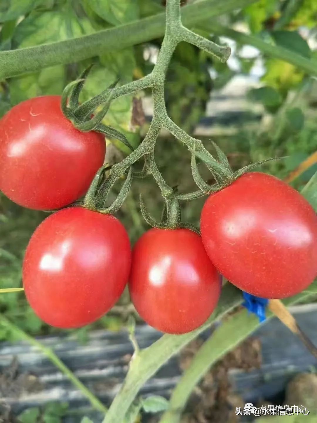 海南水果都有哪些品种图片及名称,海南水果上市时间表赶快收藏吧